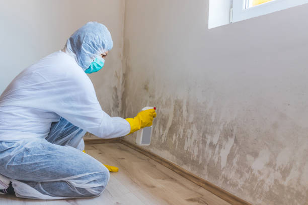 Licensed Mold Remediation service in Elkton, VA - 24 Hour Mold Removal