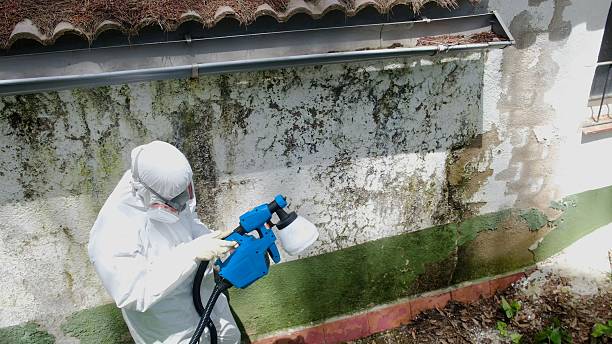 Top rated local Mold Remediation specialists in Elkton, VA